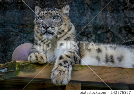 Snow leopard Snow leopard 142576537