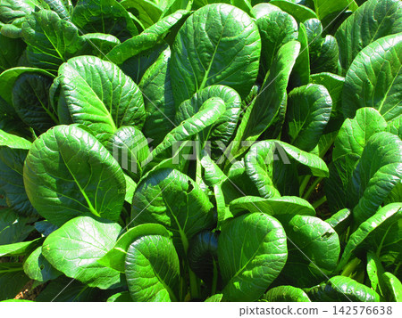 A view of komatsuna (Japanese mustard spinach) in a field at the Urban Agricultural Park (Adachi Ward, Tokyo). A view of komatsuna (Japanese mustard spinach) in a field at the Urban Agricultural Park (Adachi Ward, Tokyo). 142576638