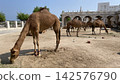 Camels in Doha, Qatar, and the Middle Eastern landscape. 142576790