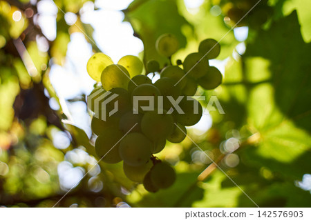 Close-up of ripe green grapes hanging on the vine in a sunlit vineyard Close-up of ripe green grapes hanging on the vine in a sunlit vineyard 142576903