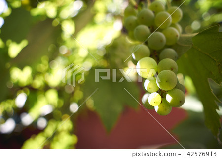 Close-up of fresh green grapes hanging on a vine in a sunny vineyard Close-up of fresh green grapes hanging on a vine in a sunny vineyard 142576913