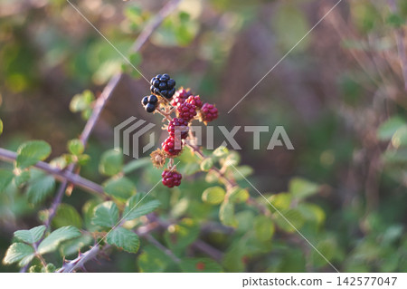 Close-up of ripening blackberries on a thorny branch in a wild natural environment Close-up of ripening blackberries on a thorny branch in a wild natural environment 142577047