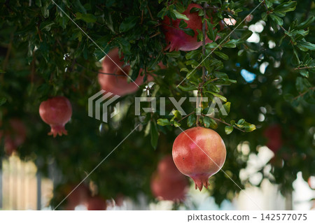 Ripe red pomegranate fruits hanging on tree branches with green leaves in orchard Ripe red pomegranate fruits hanging on tree branches with green leaves in orchard 142577075