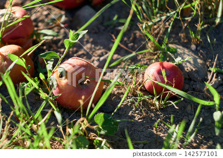 Close-up view of fallen red apples lying on the soil among green grass blades Close-up view of fallen red apples lying on the soil among green grass blades 142577101