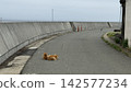 Two cats sitting side by side on a seaside path in Ainoshima, Fukuoka Prefecture. 142577234