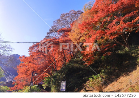 Autumn leaves near the cable car station on Mt. Yoshino (Yoshino-cho, Yoshino-gun, Nara Prefecture) Autumn leaves near the cable car station on Mt. Yoshino (Yoshino-cho, Yoshino-gun, Nara Prefecture) 142577250