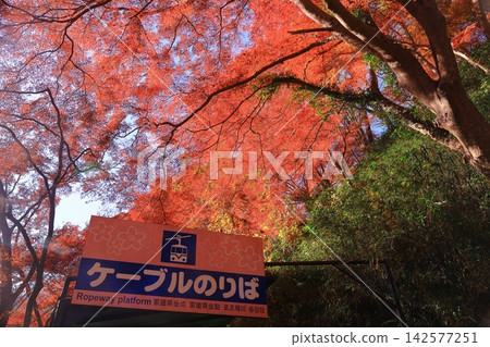 Autumn leaves near the cable car station on Mt. Yoshino (Yoshino-cho, Yoshino-gun, Nara Prefecture) Autumn leaves near the cable car station on Mt. Yoshino (Yoshino-cho, Yoshino-gun, Nara Prefecture) 142577251