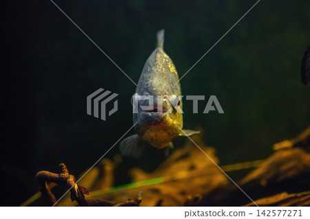 Red-bellied piranha swimming in aquarium. Pygocentrus nattereri fish in river front view Red-bellied piranha swimming in aquarium. Pygocentrus nattereri fish in river front view 142577271