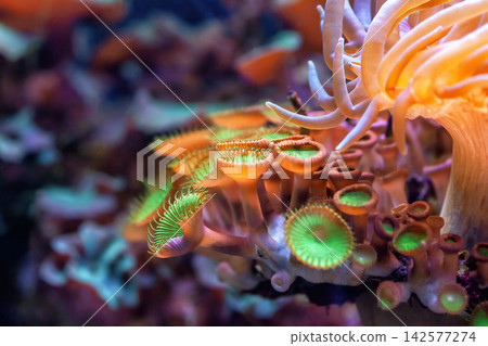 Button zoanthids orange and green polyps in sea. Zoanthus sea anemone in aquarium. Palythoa mutuki colony Button zoanthids orange and green polyps in sea. Zoanthus sea anemone in aquarium. Palythoa mutuki colony 142577274
