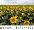 A field of sunflowers in full bloom stretches across Hokkaido. 142577411