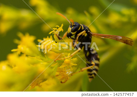 A closeup of a wasp on a yellow wildflower 142577457