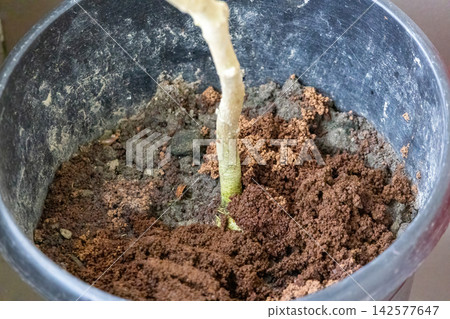 Used tea leaves added around stem base of potted plant in soil mixture. Natural organic waste material reused for soil enrichment and plant care routine. Used tea leaves added around stem base of potted plant in soil mixture. Natural organic waste material reused for soil enrichment and plant care routine. 142577647