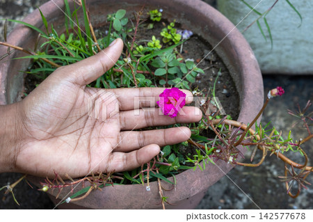Small purple portulaca moss rose flower blooming in clay pot held gently by human hand. Vibrant flowering succulent plant in outdoor rooftop garden. Small purple portulaca moss rose flower blooming in clay pot held gently by human hand. Vibrant flowering succulent plant in outdoor rooftop garden. 142577678