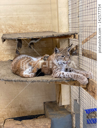 Eurasian Lynx Resting in Wildlife Enclosure Eurasian Lynx Resting in Wildlife Enclosure 142577754