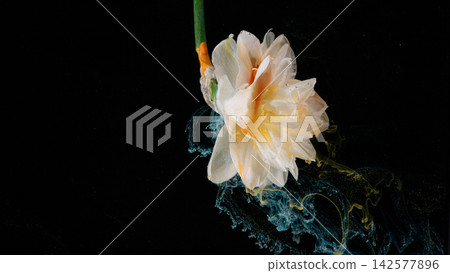 White and pale yellow layered flower with green stem on black background, with flower, white, yellow, petal detail White and pale yellow layered flower with green stem on black background, with flower, white, yellow, petal detail 142577896