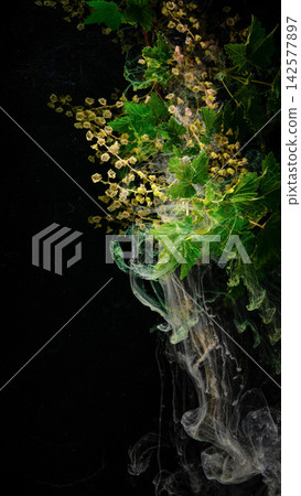 Green currant sprig with pale dried blossoms suspended in dark water with swirling white ink and gold particles Green currant sprig with pale dried blossoms suspended in dark water with swirling white ink and gold particles 142577897
