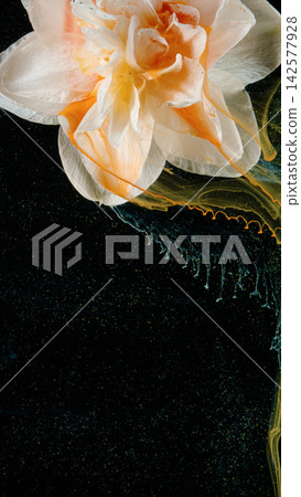 Closeup white and peach flower with flowing paint trails over black speckled background Closeup white and peach flower with flowing paint trails over black speckled background 142577928