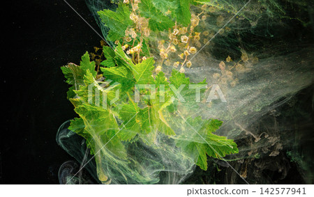 Green maple leaves with seed pods in swirling smoke on dark background, with green, leave, foliage, maplelike detail Green maple leaves with seed pods in swirling smoke on dark background, with green, leave, foliage, maplelike detail 142577941