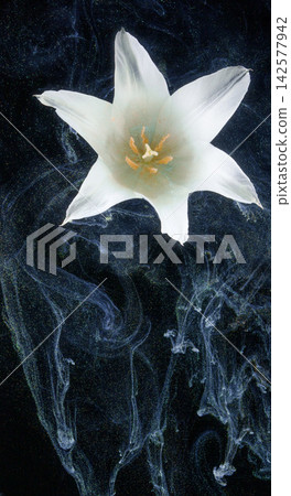 White lily suspended above swirling smoky ink on black background, with lily, white, flower, blossom detail White lily suspended above swirling smoky ink on black background, with lily, white, flower, blossom detail 142577942