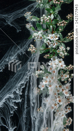 Branch of small white blossoms draped in translucent flowing ink against dark background 142577943