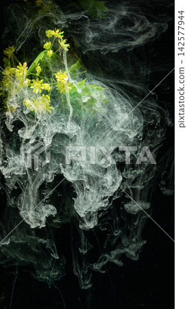 Yellow wildflower petals and green stems submerged in swirling white ink cloud against dark background Yellow wildflower petals and green stems submerged in swirling white ink cloud against dark background 142577944