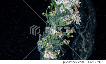 Branch of white blossoms suspended in dark liquid with swirling translucent fibers 142577945