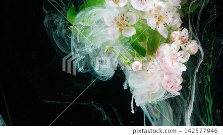 Pink apple blossom cluster submerged in swirling white ink against black background Pink apple blossom cluster submerged in swirling white ink against black background 142577946