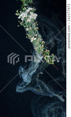 White waxflower branch drifting through translucent ink swirls on dark background White waxflower branch drifting through translucent ink swirls on dark background 142577973