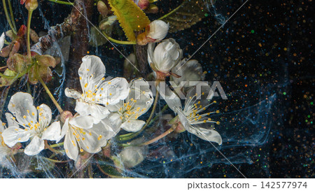 White cherry blossom flowers suspended in swirling liquid with glitter on black background White cherry blossom flowers suspended in swirling liquid with glitter on black background 142577974