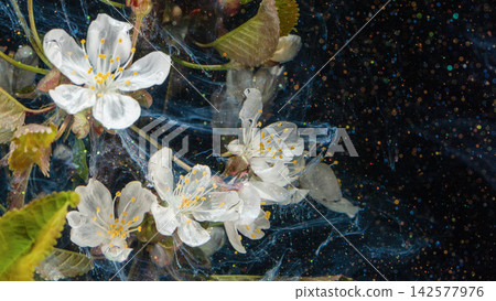 White blossom branches suspended in dark liquid with swirling ink and tiny colorful particles White blossom branches suspended in dark liquid with swirling ink and tiny colorful particles 142577976