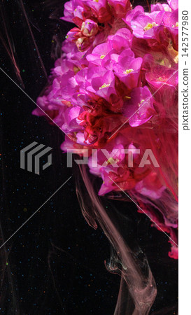 Magenta flower cluster submerged in dark liquid with swirling color trails and glossy droplets Magenta flower cluster submerged in dark liquid with swirling color trails and glossy droplets 142577980