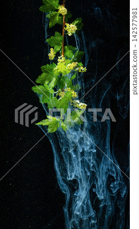 Green flowering branch with swirling blue smoke on black background, with branch, flower, leaf, green detail Green flowering branch with swirling blue smoke on black background, with branch, flower, leaf, green detail 142577981