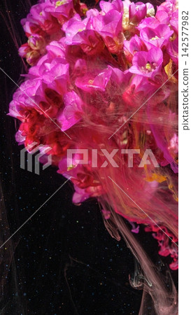 Pink flower cluster submerged in flowing colored liquid against deep black background Pink flower cluster submerged in flowing colored liquid against deep black background 142577982
