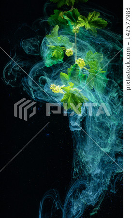Green flowering branch drifting through swirling teal ink cloud against black background Green flowering branch drifting through swirling teal ink cloud against black background 142577983