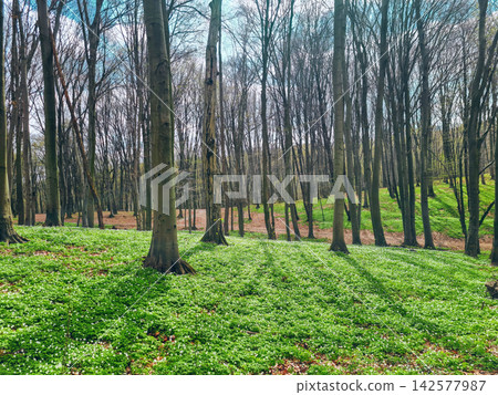 Early spring beech forest floor covered Wood anemone wildflowers bloom Early spring beech forest floor covered Wood anemone wildflowers bloom 142577987