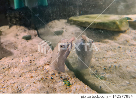 Turtle looking in mirror. Portrait of Pelodiscus sinensis Hermann 1804 tortoise Turtle looking in mirror. Portrait of Pelodiscus sinensis Hermann 1804 tortoise 142577994