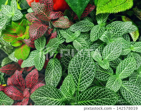 Fittonia variegated foliage abstract pattern Fittonia variegated foliage abstract pattern 142578019