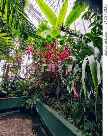 Botanical garden with growth green tropical trees, plants. Acalypha hispid blossom shrub, Billbergia nutans growing in greenhouse Botanical garden with growth green tropical trees, plants. Acalypha hispid blossom shrub, Billbergia nutans growing in greenhouse 142578020