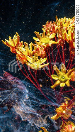 Closeup of yellow orange milkweed flowers with red stems against dark swirling background Closeup of yellow orange milkweed flowers with red stems against dark swirling background 142578095