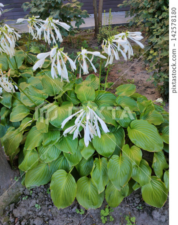Hosta plant with large lush green leaves and elegant white flowers, resembling Hosta plantaginea, growing as an ornamental garden plant. Hosta plant with large lush green leaves and elegant white flowers, resembling Hosta plantaginea, growing as an ornamental garden plant. 142578180