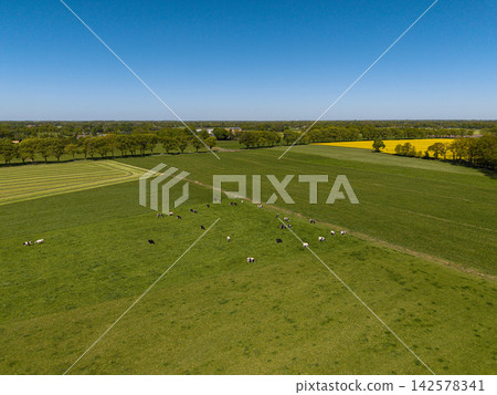 High angle wide horizontal aerial drone photograph of Holstein cows grazing in green pasture, yellow rapeseed field, and tree line in rural Gelderland, Achterhoek, Netherlands on sunny spring day High angle wide horizontal aerial drone photograph of Holstein cows grazing in green pasture, yellow rapeseed field, and tree line in rural Gelderland, Achterhoek, Netherlands on sunny spring day 142578341