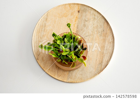 Potted Venus Flytrap With a Flower Stalk From Above. A potted Venus flytrap (Dionaea muscipula) with a delicate flower stalk sits on a round wooden board against a white background, an exotic carnivor Potted Venus Flytrap With a Flower Stalk From Above. A potted Venus flytrap (Dionaea muscipula) with a delicate flower stalk sits on a round wooden board against a white background, an exotic carnivor 142578598
