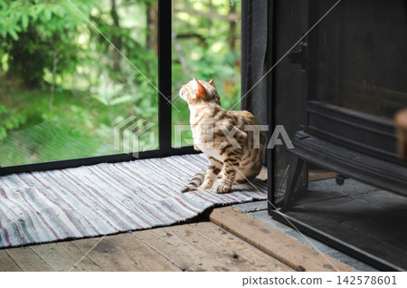Bengal Cat Looking Out Cabin Door at Green Forest. Spotted Bengal cat sitting on a striped rug by the glass door of a forest cabin, gazing up at the lush green forest outside. A serene pet lifestyle s Bengal Cat Looking Out Cabin Door at Green Forest. Spotted Bengal cat sitting on a striped rug by the glass door of a forest cabin, gazing up at the lush green forest outside. A serene pet lifestyle s 142578601