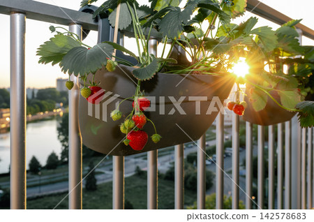 Side angle of ripe strawberry cluster with golden sunset starburst behind on city apartment balcony. Red berries and green unripe fruit with river and urban skyline in warm evening bokeh. Side angle of ripe strawberry cluster with golden sunset starburst behind on city apartment balcony. Red berries and green unripe fruit with river and urban skyline in warm evening bokeh. 142578683