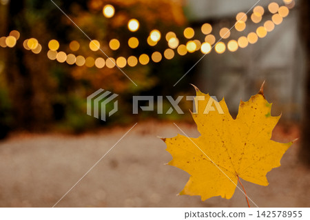 Bright yellow leaf in focus with blurred festive lights in a garden during autumn Bright yellow leaf in focus with blurred festive lights in a garden during autumn 142578955