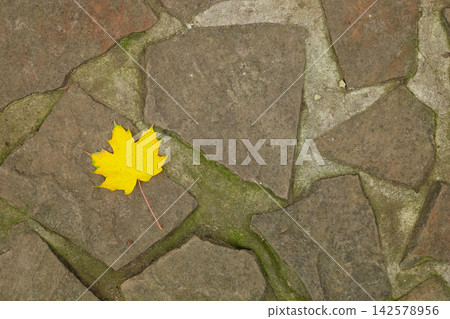 Fallen yellow leaf on gray stone path during autumn days in a quiet garden setting Fallen yellow leaf on gray stone path during autumn days in a quiet garden setting 142578956