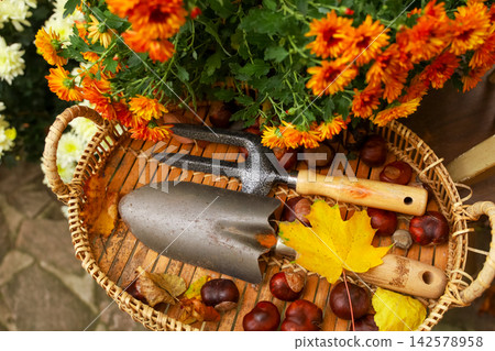 Gardening tools and autumn leaves with flowers in a basket in a garden on a sunny day Gardening tools and autumn leaves with flowers in a basket in a garden on a sunny day 142578958