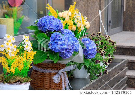 Colorful hydrangea and flowers arranged outside a shop on a sunny day in spring Colorful hydrangea and flowers arranged outside a shop on a sunny day in spring 142579165