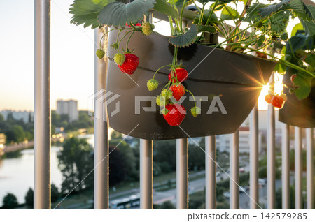 Golden Starburst Through Strawberry Plant on High Balcony. Brilliant golden starburst shining through strawberry plant leaves on high-rise balcony with river and highway visible far below. Golden Starburst Through Strawberry Plant on High Balcony. Brilliant golden starburst shining through strawberry plant leaves on high-rise balcony with river and highway visible far below. 142579285