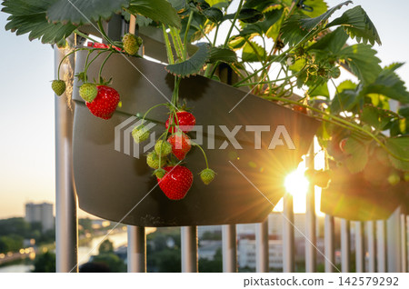 Strawberry Planter Silhouette with Sunset Glow and River. Strawberry planter silhouetted against warm sunset glow on balcony railing with river and city lights beginning to appear below. Ripe berries Strawberry Planter Silhouette with Sunset Glow and River. Strawberry planter silhouetted against warm sunset glow on balcony railing with river and city lights beginning to appear below. Ripe berries 142579292